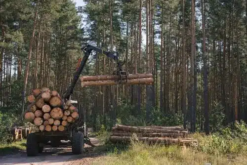 Tractor works in the forest. Timber harvesting.